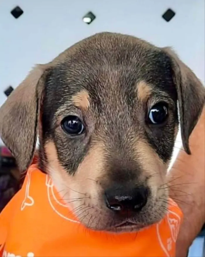Cachorro ra a Mestiço  idade Abaixo de 2 meses nome Thor 