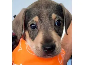Cachorro raça Mestiço  idade Abaixo de 2 meses nome Thor 