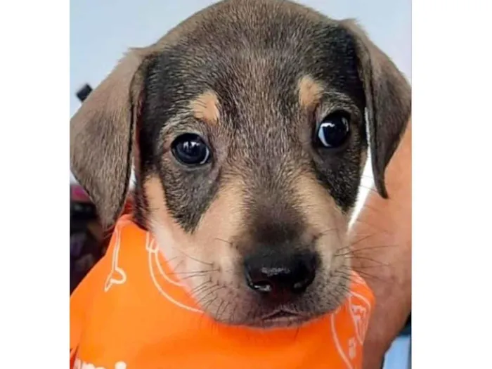 Cachorro ra a Mestiço  idade Abaixo de 2 meses nome Thor 