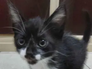 Gato raça Sem raça definida idade 2 a 6 meses nome Frajola