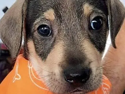 Cachorro ra a Mestiça  idade 2 a 6 meses nome Thor 