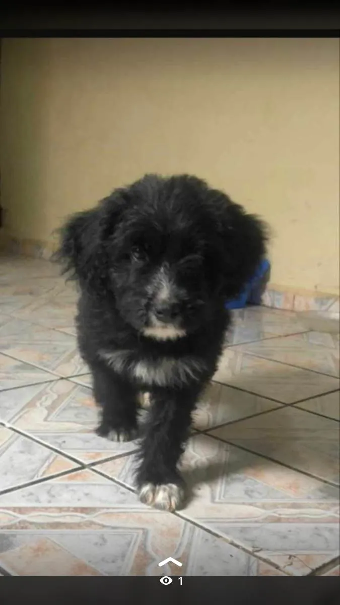 Cachorro ra a Poodle  idade 2 a 6 meses nome Max