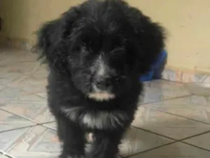 Cachorro raça Poodle  idade 2 a 6 meses nome Max