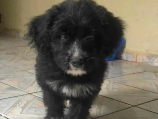 Cachorro ra a Poodle  idade 2 a 6 meses nome Max