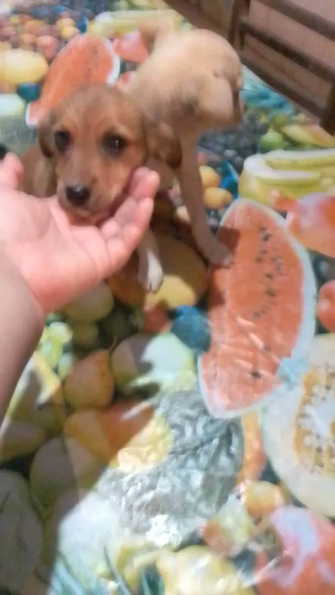 Cachorro raça Não definida idade 2 a 6 meses nome Sem nome