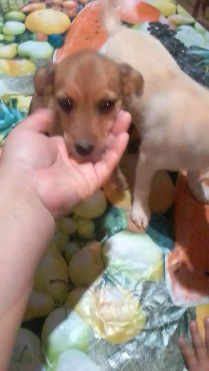 Cachorro raça Não definida idade 2 a 6 meses nome Sem nome