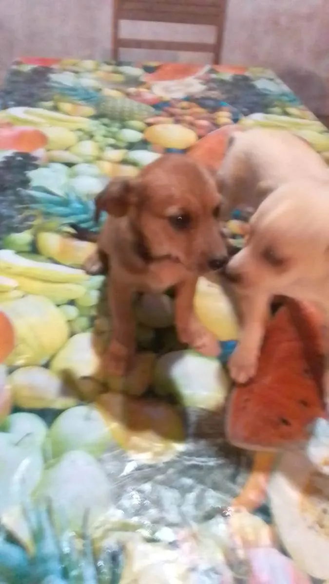 Cachorro raça Não definida idade 2 a 6 meses nome Sem nome