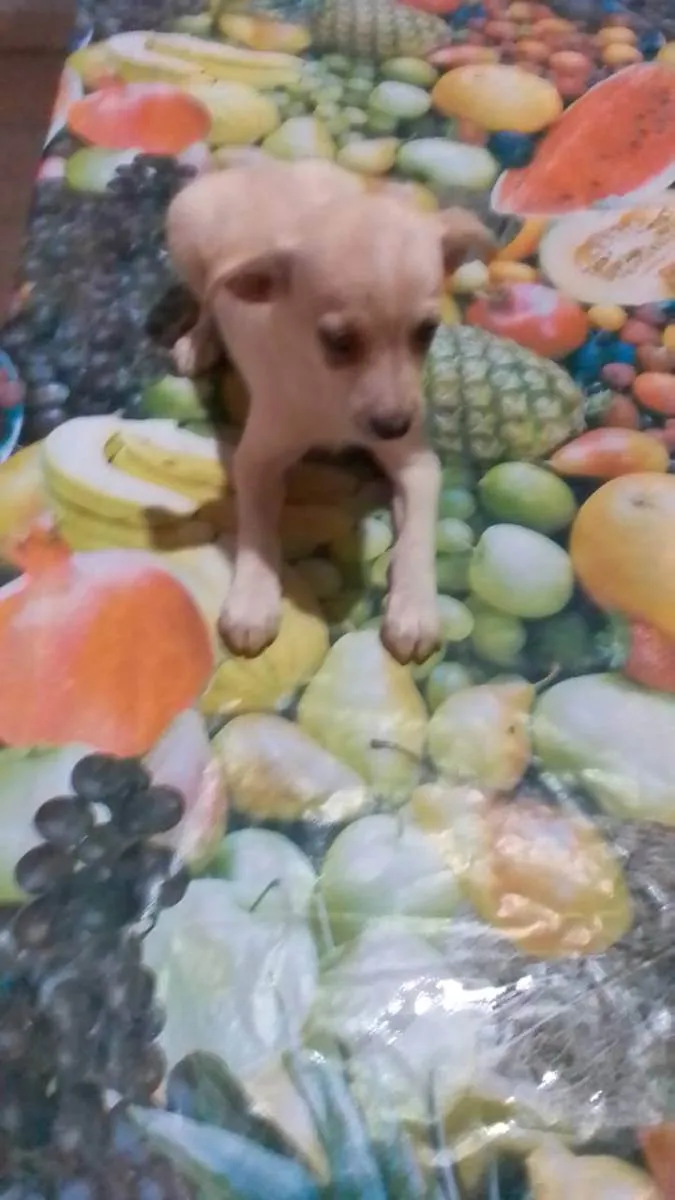 Cachorro raça Não definida idade 2 a 6 meses nome Sem nome