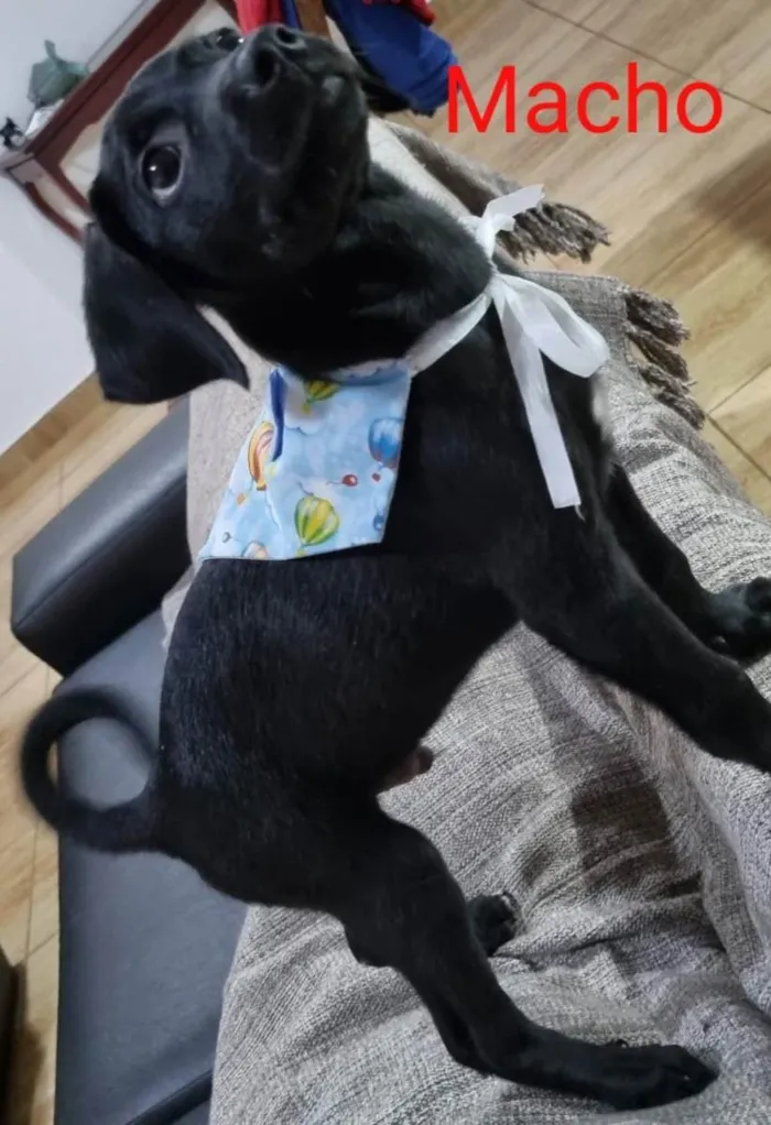 Cachorro ra a SRD idade Abaixo de 2 meses nome Juninho