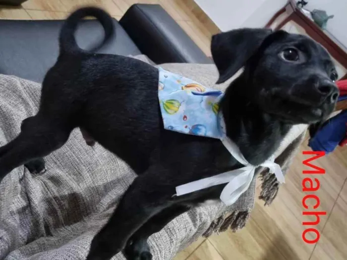 Cachorro ra a SRD idade Abaixo de 2 meses nome Juninho