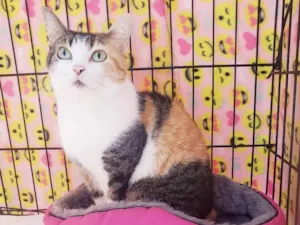 Gato raça Srd  idade 2 anos nome Romena