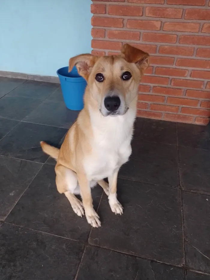 Cachorro ra a Mistura de Pitbull com viralat idade 7 a 11 meses nome Hanna