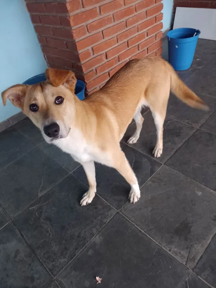 Cachorro ra a Mistura de Pitbull com viralat idade 7 a 11 meses nome Hanna