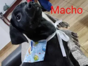 Cachorro raça SRD idade Abaixo de 2 meses nome Juninho