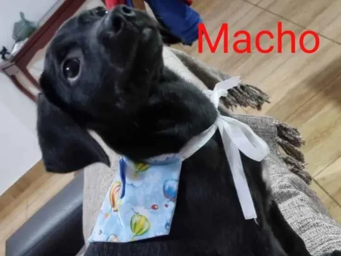 Cachorro ra a SRD idade Abaixo de 2 meses nome Juninho