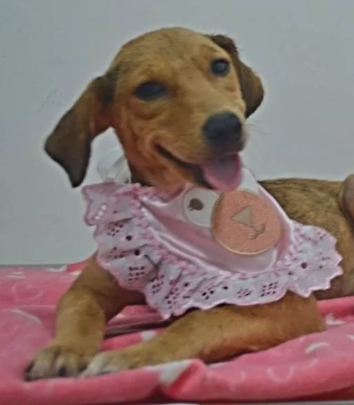 Cachorro ra a Sdr idade 2 a 6 meses nome Kelly