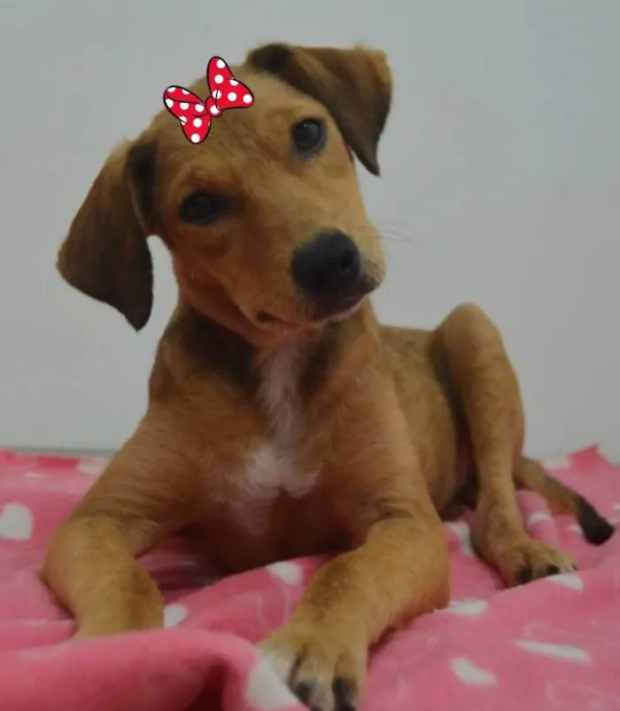 Cachorro ra a Sdr idade 2 a 6 meses nome Kelly