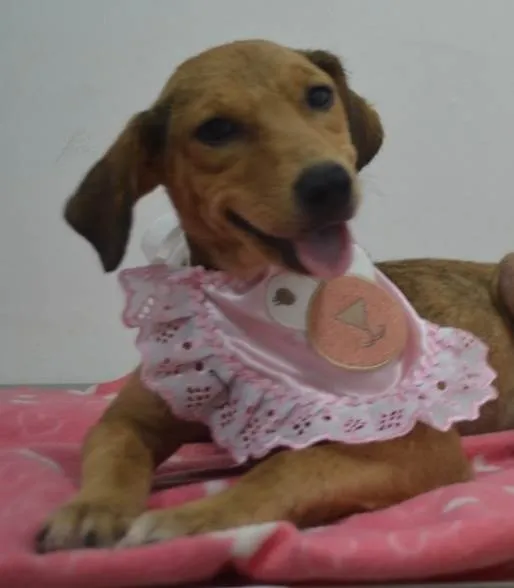 Cachorro ra a Sdr idade 2 a 6 meses nome Kelly