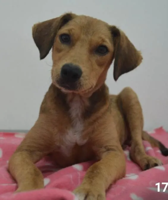 Cachorro ra a Sdr idade 2 a 6 meses nome Kelly