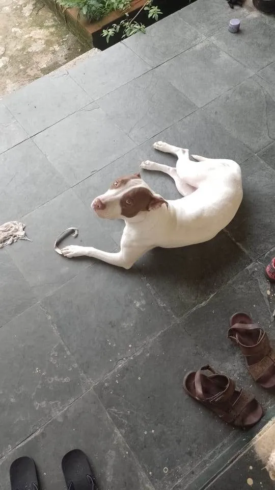 Cachorro ra a Pitbull idade 7 a 11 meses nome Sem nome