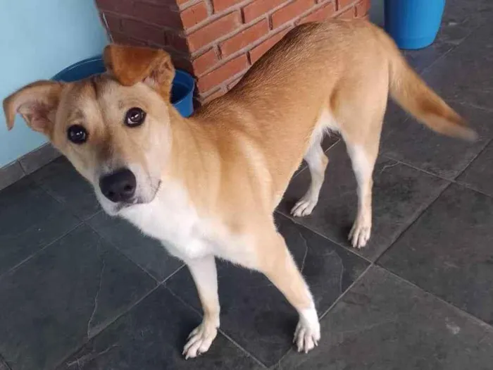 Cachorro ra a Mistura de Pitbull com viralat idade 7 a 11 meses nome Hanna