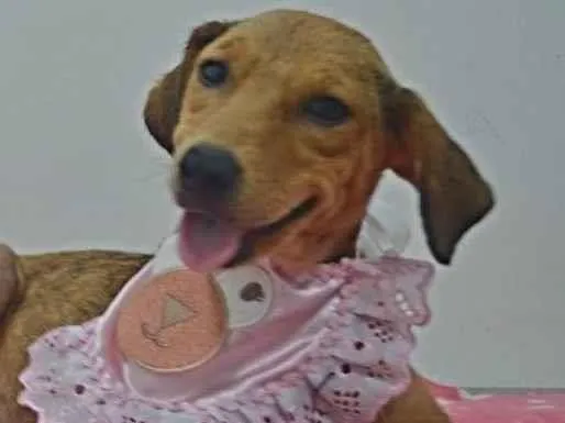 Cachorro ra a Sdr idade 2 a 6 meses nome Kelly