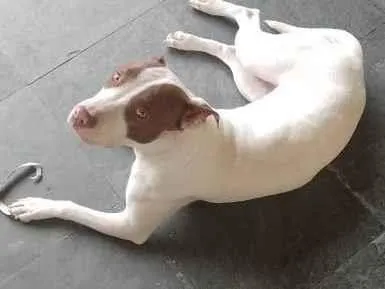 Cachorro ra a Pitbull idade 7 a 11 meses nome Sem nome