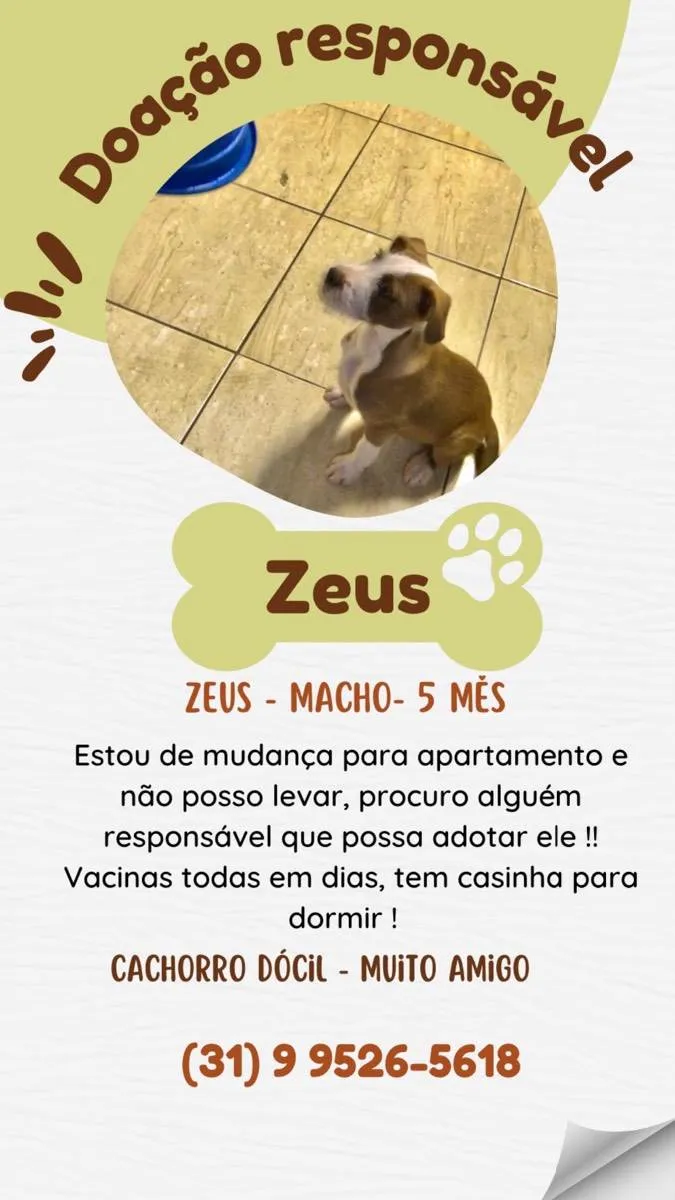 Cachorro ra a Misturada  idade 2 a 6 meses nome Zeus 