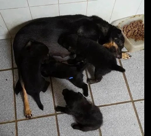 Cachorro ra a SRD idade Abaixo de 2 meses nome 4 Filhotes vira lata