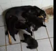 4 Filhotes vira lata