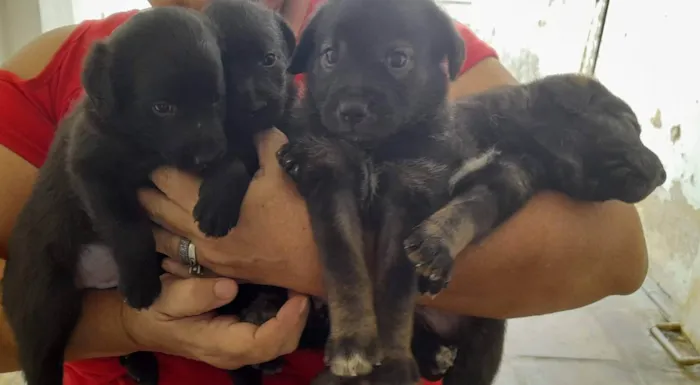 Cachorro ra a SRD idade Abaixo de 2 meses nome 4 Filhotes vira lata