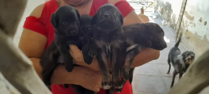 Cachorro ra a SRD idade Abaixo de 2 meses nome 4 Filhotes vira lata