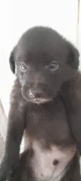 4 Filhotes vira lata