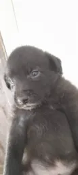 4 Filhotes vira lata
