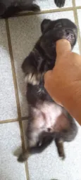 4 Filhotes vira lata