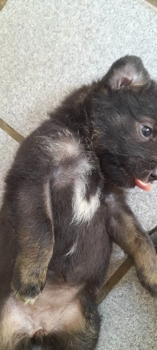 Cachorro ra a SRD idade Abaixo de 2 meses nome 4 Filhotes vira lata