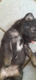 4 Filhotes vira lata