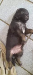 4 Filhotes vira lata