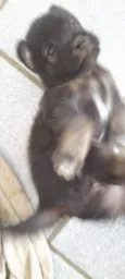 4 Filhotes vira lata