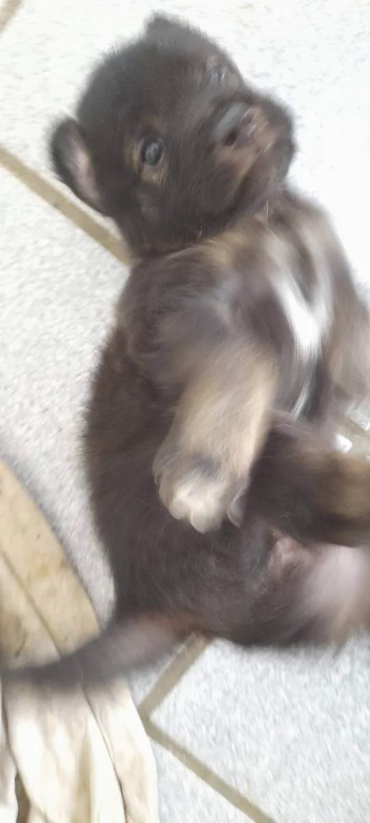 Cachorro ra a SRD idade Abaixo de 2 meses nome 4 Filhotes vira lata