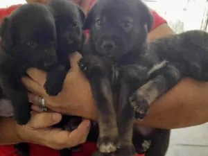 Cachorro raça SRD idade Abaixo de 2 meses nome 4 Filhotes vira lata