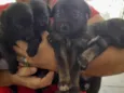 4 Filhotes vira lata