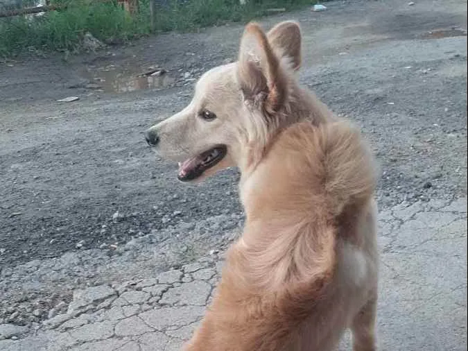 Cachorro ra a Vira lata  idade 2 anos nome JJ 