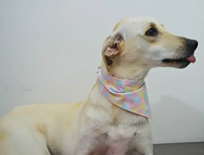 Cachorro ra a Sdr idade 2 anos nome BELA