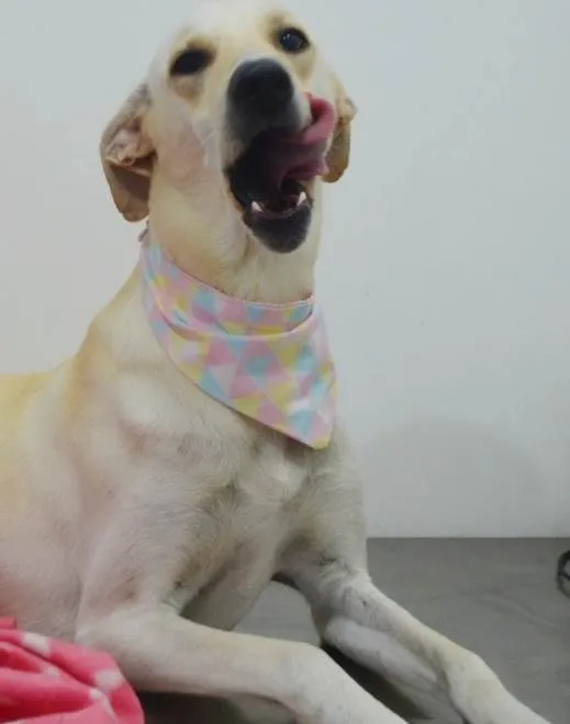 Cachorro ra a Sdr idade 2 anos nome BELA