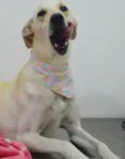 BELA