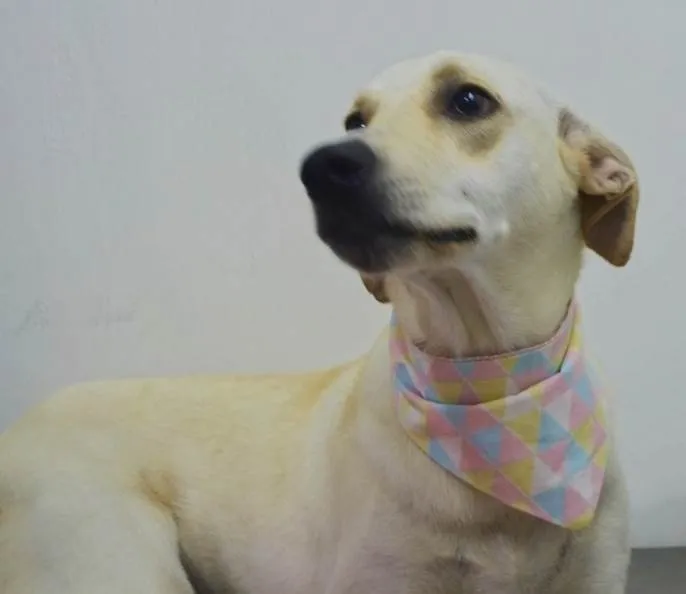 Cachorro ra a Sdr idade 2 anos nome BELA
