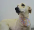 BELA