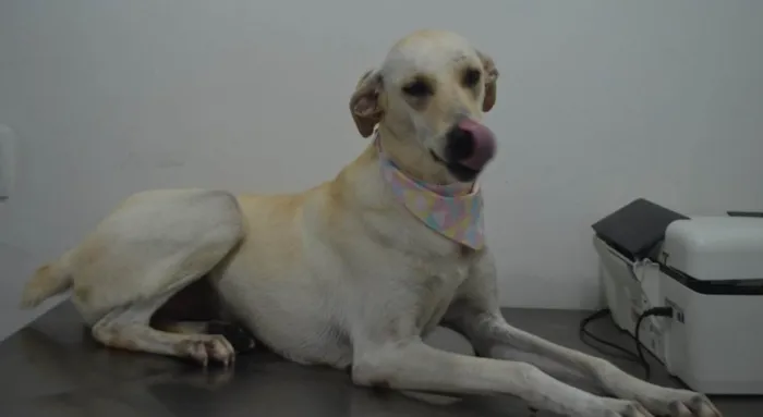 Cachorro ra a Sdr idade 2 anos nome BELA