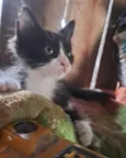 Bibi